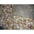 High Quality Best Price Fresh New Garlic